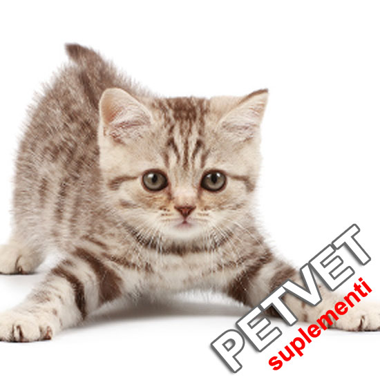 Suplementi za mačke - vitamini i minerali za mačke